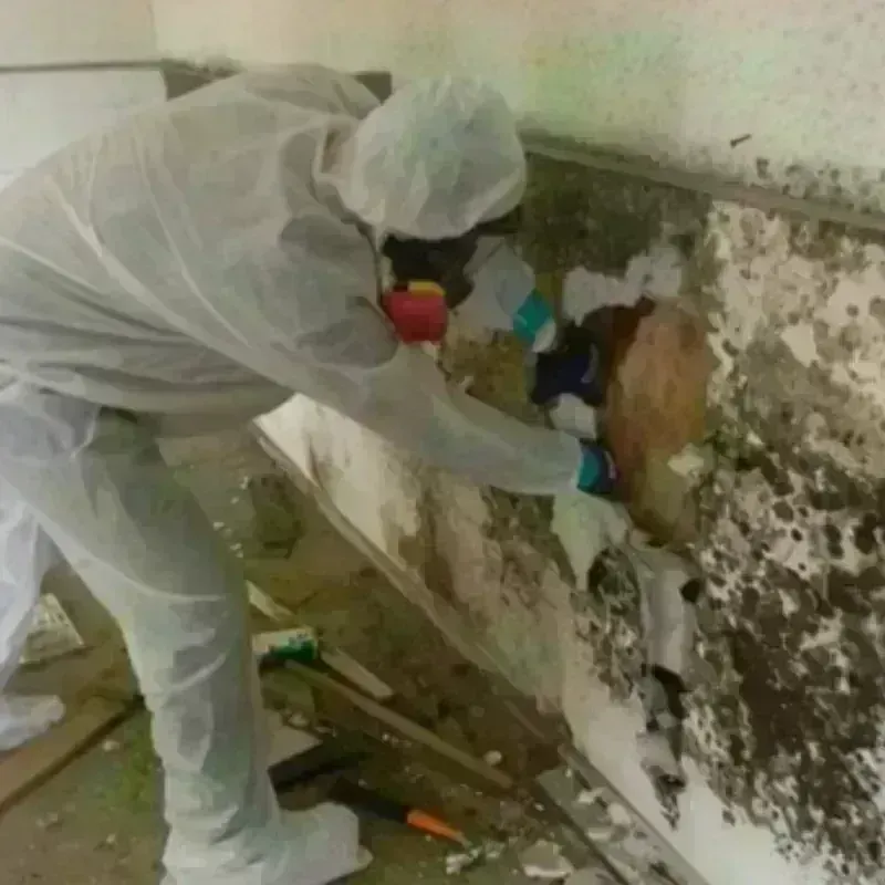 Mold Remediation and Removal in Webster, SD